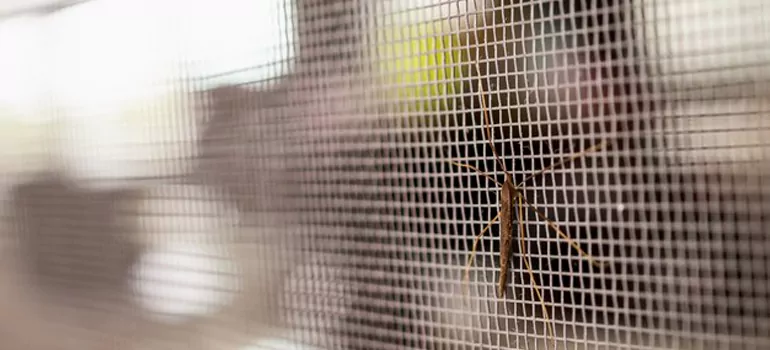 Repair Mosquito Mesh For Windows in Brisbane, Queensland
